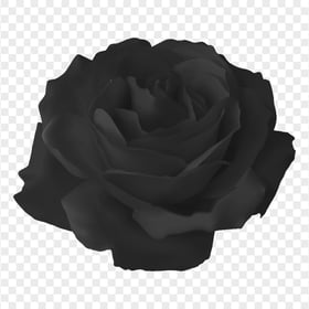 Vector Illustration Black Rose Flower Transparent PNG