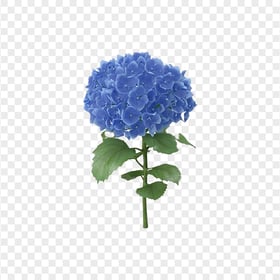 Real Blue Hydrangea Flower