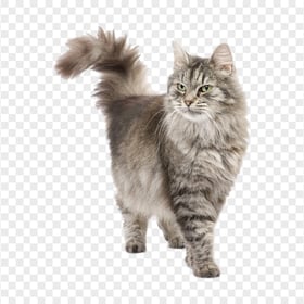 Fluffy Siberian Grey Cat Walking HD Transparent Background