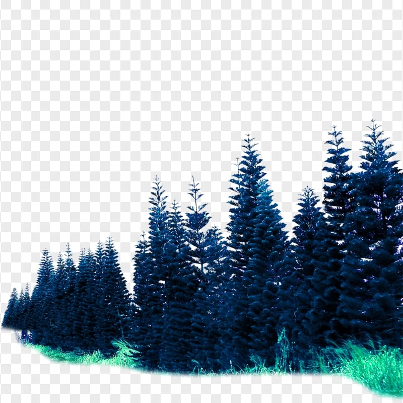 HD Nature Forest Trees Transparent PNG