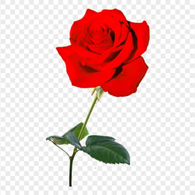 FREE Red Real Rose Flower PNG