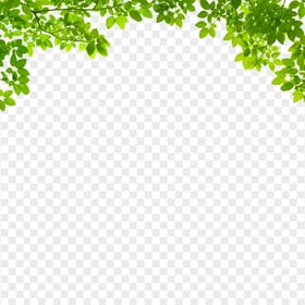 Green Tree Leaves Branches Top Border HD PNG