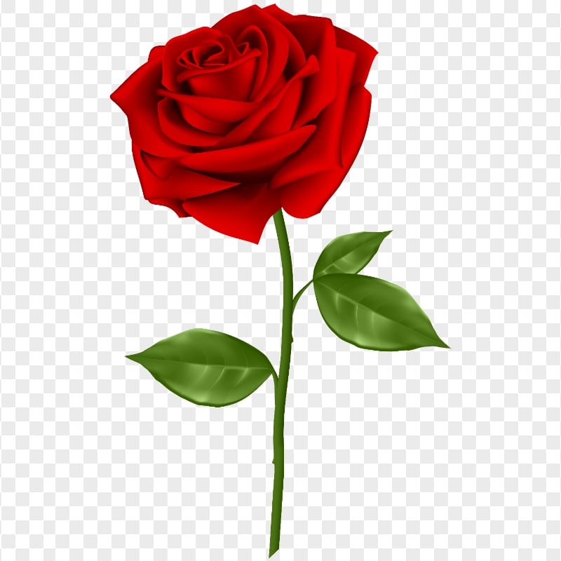 Download Red Rose Flower Illustration PNG | Citypng