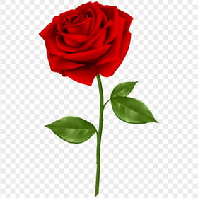 Download Red Rose Flower Illustration PNG