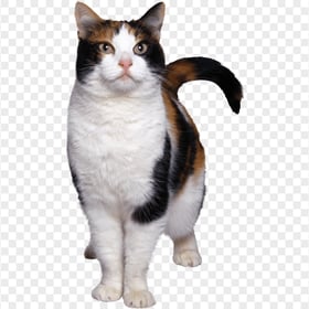 Cute British Tortoiseshell Cat Standing HD Transparent PNG