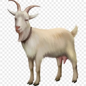 HD White Goat Illustration Cartoon PNG