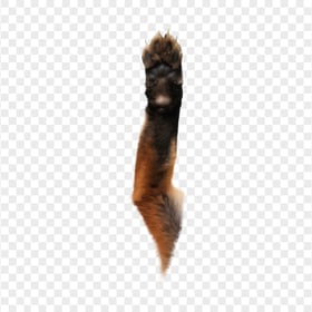 Red Fox Paw HD Transparent Background