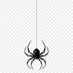 Hanging Spider Insect Illustration HD PNG