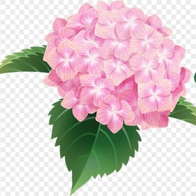 Pink Hydrangea Bouquet Flower Illustration