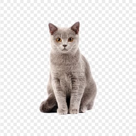 Front View of British Grey Shorthair Cat HD Transparent PNG