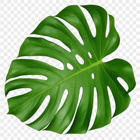 Leaf Swiss cheese plant Green Plastic effect