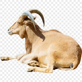 HD Lying Down Goat Animal PNG