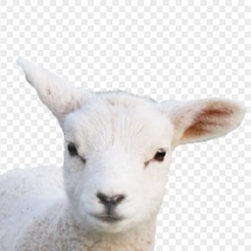 HD Real Sheep Lamb Head PNG