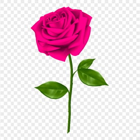 Realistic Pink Rose Transparent PNG