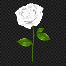Realistic White Rose Image PNG