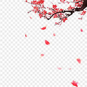 Plum Blossom Tree With Falling Petal Flowers