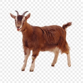 HD Brown Goat Face Head Animal PNG | Citypng