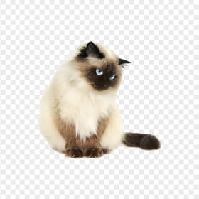 Fluffy Ragdoll Cat Sitting in Front view HD Transparent PNG