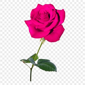 Pink Real Rose Flower PNG Image