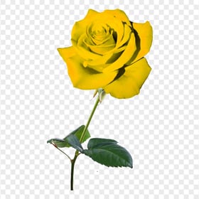 Yellow Real Rose Flower PNG IMG