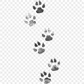 Bear Black Paw Print Path HD Transparent Background