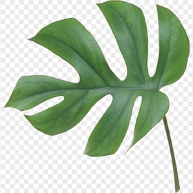 Real Leaf Swiss cheese plant Green