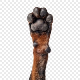 HD Close Up On Brown Dog Paw Transparent PNG