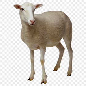 Mammal Real Sheep Animal