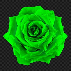 Realistic Green Rose Flower PNG