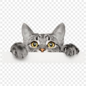Cute Gray Tabby Cat Hiding HD Transparent Background
