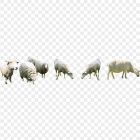 Group Of Wooly Sheep Eat Grass