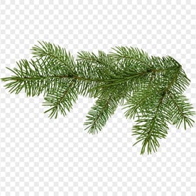 Tree Pine Branch Christmas