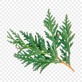 HD Pine Fir Tree Branch Transparent Background