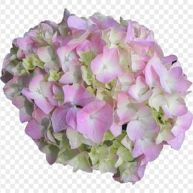 Pink White Bouquet Hydrangea Flower