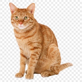 Beautiful Orange Tabby Cat Sitting HD Transparent Background