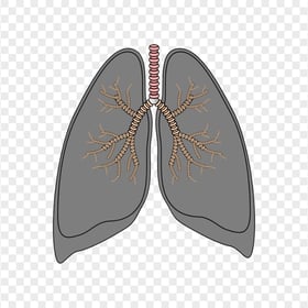 Gray Lungs Trachea Respiratory Vector Icon Clipart