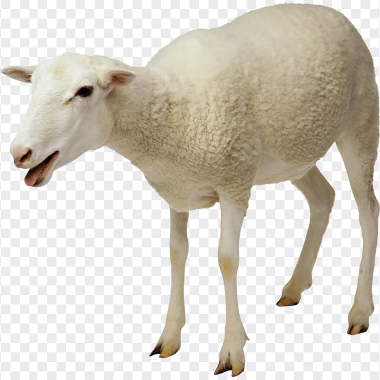 HD White Real Sheep Animal PNG