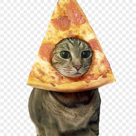 Cat with Pizza on The Face Transparent PNG