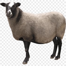 HD Real Sheep Animal كبش خروف PNG