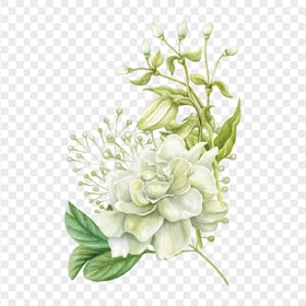 Beautiful Painting Watercolor White Flower With Leaves