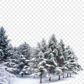 Download Snowy Forest Winter Trees Scene PNG