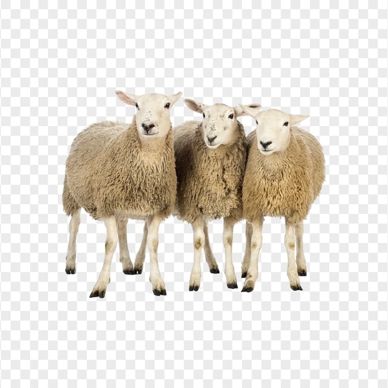 Three Real Wooly Sheep