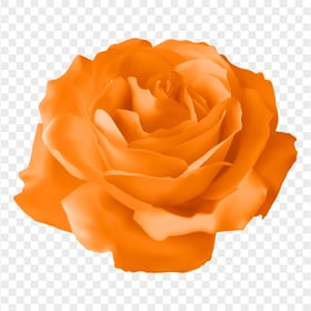 Vector Orange Illustration Rose Flower Transparent PNG