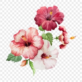 Watercolor Red And Pink Hibiscus Flowers HD PNG