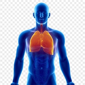 Lungs Respiratory System Electric Blue Human Anatomy