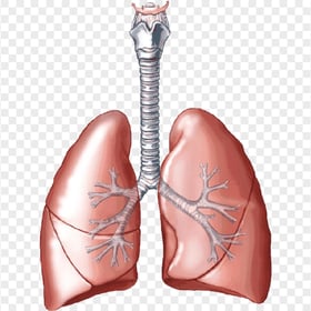 Animated Lungs Trachea Clipart Respiratory System