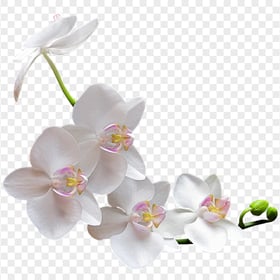 Real White Orchids Flowers Download PNG