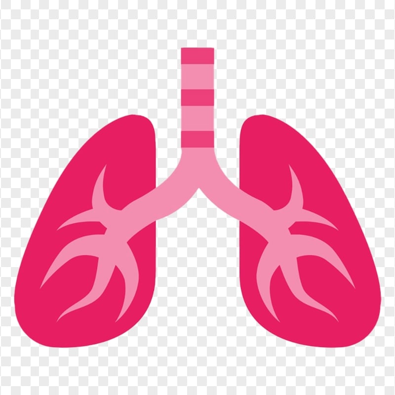 Healthy Humain Pink Lungs Respiratory Vector Icon