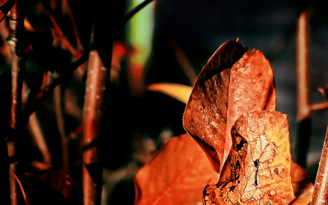 The Beauty Beyond the Fall