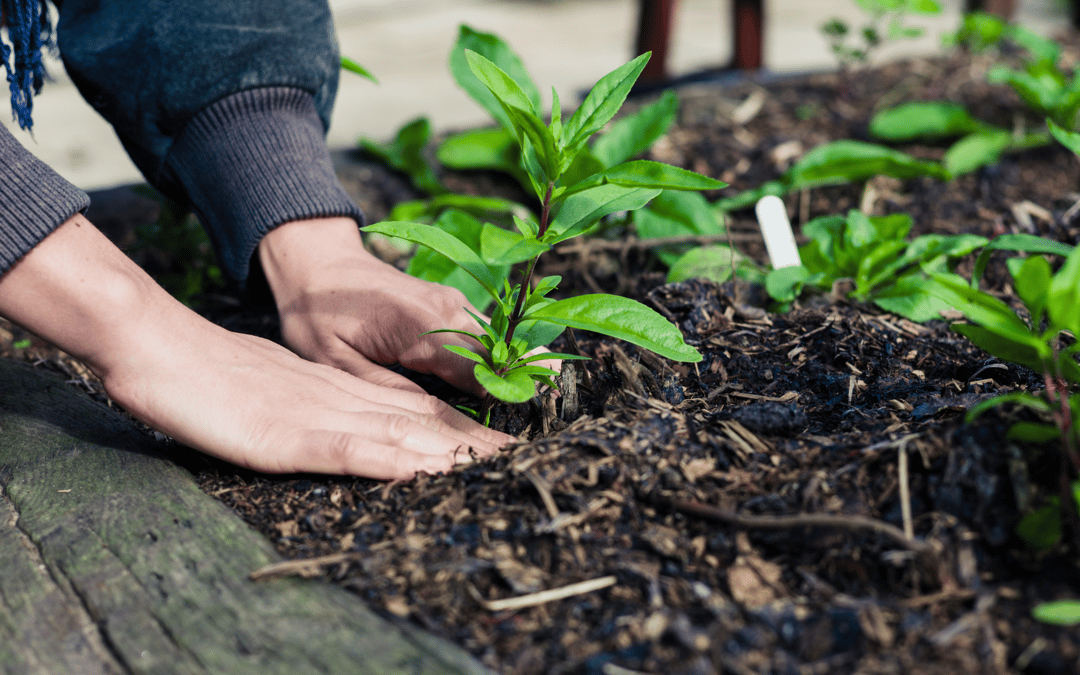 Returning to the Garden